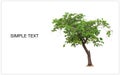 Cutout tree for use as a raw material for editing work with copy space for text. Isolated deciduous tree on a white background Royalty Free Stock Photo