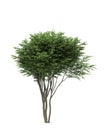 Isolated deciduous tree on a white background, 3D illustration, cg render