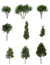 Isolated deciduous tree on a white background, 3D illustration, cg render