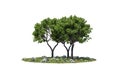 Cutout trees. Garden design isolated on white background. Decorative shrub for landscaping. Clipping mask available for Royalty Free Stock Photo