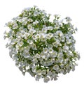 Cutout white flowers. Petunia