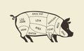 Cuts of pork, pig. Butcher shop, meat vector illustration