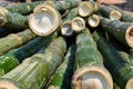 Cutted bamboo trees close-up. Royalty Free Stock Photo