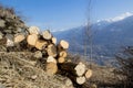 Cutted birch trees in a mountain landscape Royalty Free Stock Photo