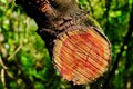 Cutted branch with red stain