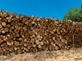 Eucalyptus firewood trunk tree piled up texture - pattern stacked fire wood Royalty Free Stock Photo