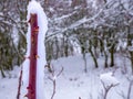 Cutted rose twig with thorns covered with snow Royalty Free Stock Photo