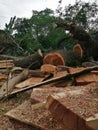 Cutted slabs of acasia tree, thick grains