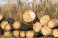 Cutted timber tree trunks in the flanders forest autumn