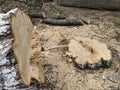 Cutted tree and tree trunk in the ground