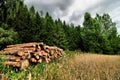 Cutted trees logs stored next to a forest and grain field Royalty Free Stock Photo