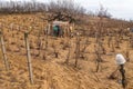 Cutted vineyard with shack in spring