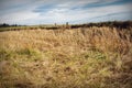 Cutted wheat Royalty Free Stock Photo