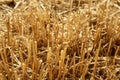 Cutted wheat field soil plant detail Royalty Free Stock Photo