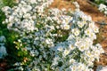 Cutter Aster Flower, Solidago Canadensis, Asteraceae, Biennials white color flowers blooming in garden, selective focus Royalty Free Stock Photo