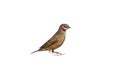 Cutthroat finch, Amadina fasciata