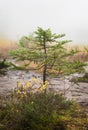 Cutthroat Lake in the fog.