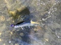 Cutthroat trout being reeled in on a clear river during early winter fishing season