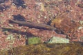 Cutthroat Trout in a Mountain Stream