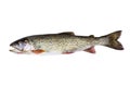 Cutthroat Trout in Perfect Condition on white background