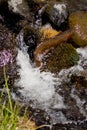 Cutthroat Trout spawning fish