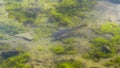 Cutthroat trout swimming in shallow clear water in a yellowstone lake