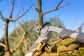 Cutting the apple tree in early spring with loppers