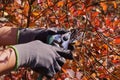 Autumn garden cleaning. Cutting blueberry branches, forming a bush Royalty Free Stock Photo