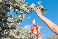 Hand pruning blooming branch of fruit tree Royalty Free Stock Photo