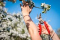 Hand pruning blooming branch of fruit tree Royalty Free Stock Photo