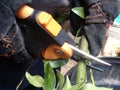 Cutting a Branch with Pruning Shears A Royalty Free Stock Photo