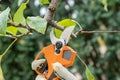 Cutting branches on fruit tree using electric garden pruning secateur. Pruning electric tools. Farmers hand prunes and cuts Royalty Free Stock Photo