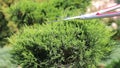 Cutting a bush with silver hedge-cutter