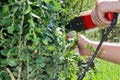 Cutting of bushes Royalty Free Stock Photo