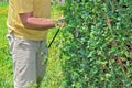Cutting of bushes Royalty Free Stock Photo