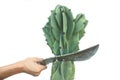 Cutting cactus