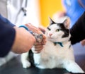 Cutting cats claws in vet ambulant