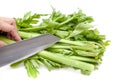 Cutting celery with knife on white background