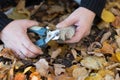 Cutting the claws of a dog with a claw cutter.