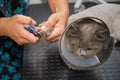 Cutting claws to a cat in a pet care salon Royalty Free Stock Photo