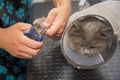 Cutting claws to a cat in a pet care salon Royalty Free Stock Photo