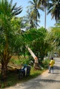 Cutting a coconut tree, Penang, Malaysia