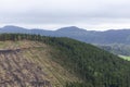 Cutting cryptomeria trees in the forest. Concept of defloration. Sete Cidades, Sao Miguel, Azores Royalty Free Stock Photo