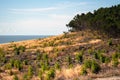 Cutting dense forest by the sea. Deforestation at wild beach by the ocean. Clear sky, copy space for text Royalty Free Stock Photo