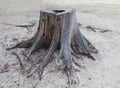Cutting died of pine tree stump on sand beach Royalty Free Stock Photo
