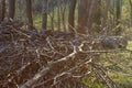 cutting down a big tree in meadow for wood energy Royalty Free Stock Photo