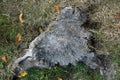 Cutting down tree in the forest.texture background of stump.stump on green grass in the garden. Old dead tree stump after a tree Royalty Free Stock Photo