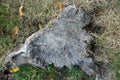 Cutting down tree in the forest.texture background of stump.stump on green grass in the garden. Old dead tree stump after a tree Royalty Free Stock Photo