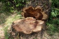 Cutting down tree and fresh cut down stump in the city. A tree cut into pieces with a chainsaw. Seasonal emergency and Royalty Free Stock Photo