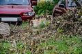 Cutting down trees in the city. An old damaged tree sawn to pieces with a chain saw. Royalty Free Stock Photo